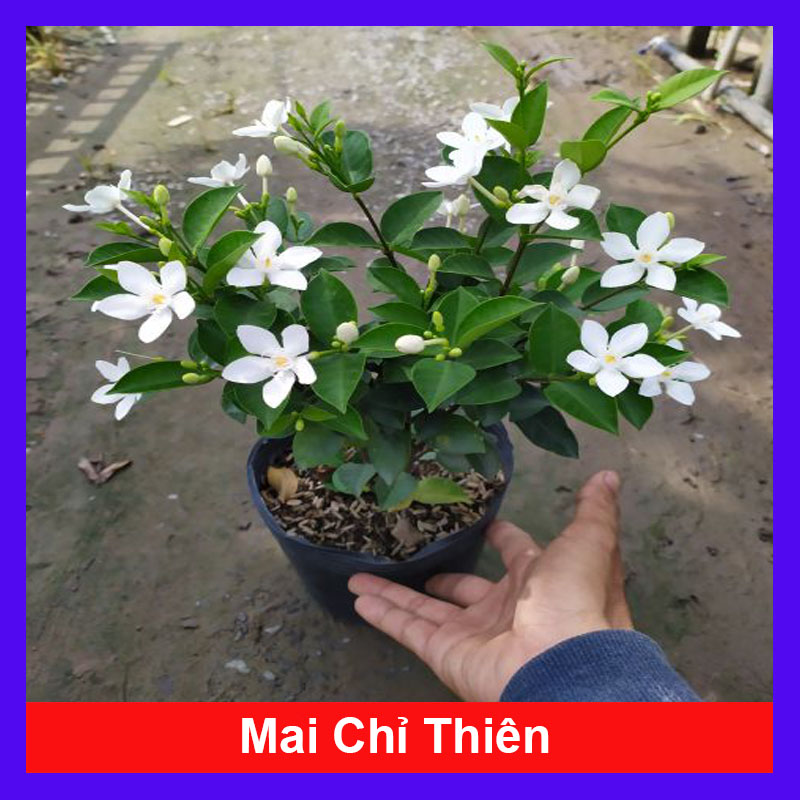 Cây Mai Chỉ Thiên