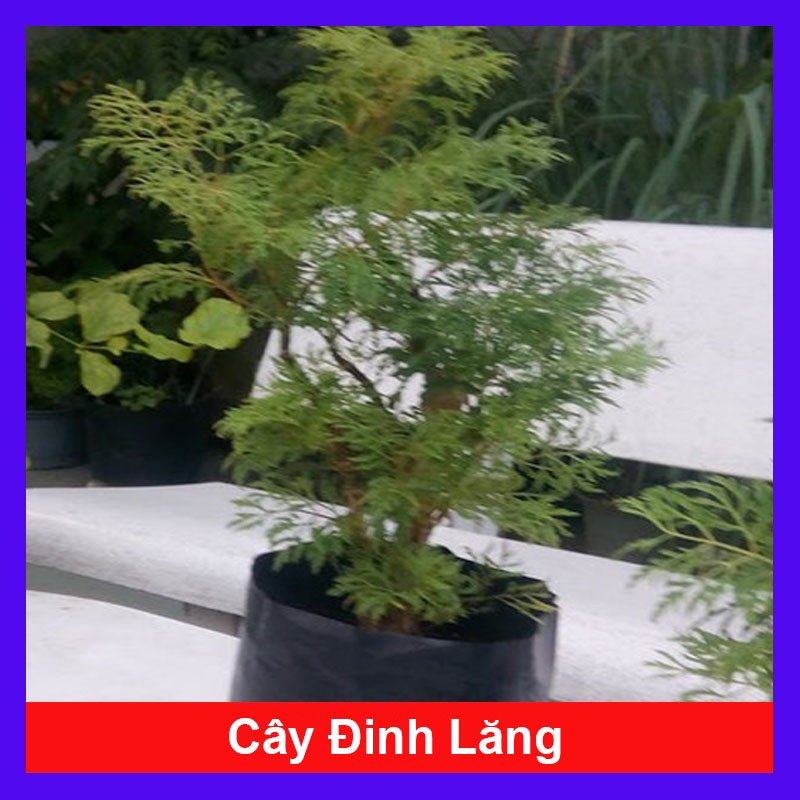 Cây Đinh Lăng