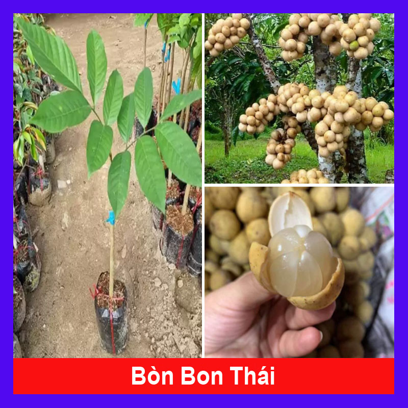 Cây Bòn Bon