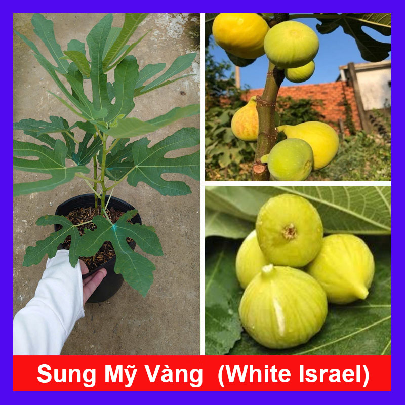 Cây Sung Mỹ White Israel