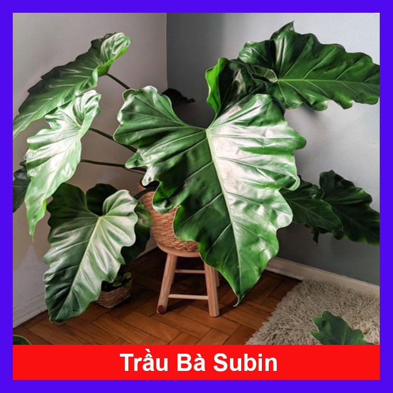 Cây Trầu Bà Subin