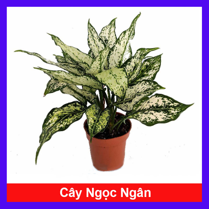 Cây Ngọc Ngân