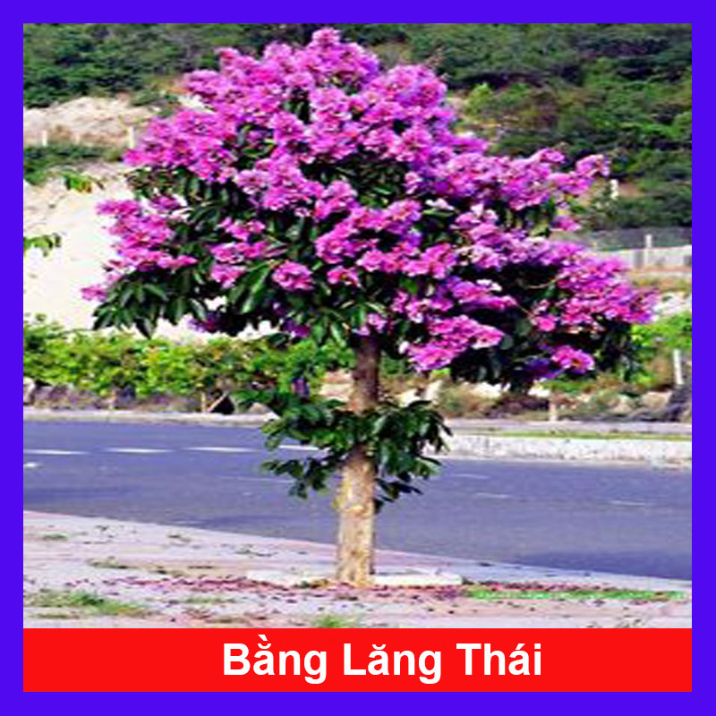 Cây Bằng Lăng Thái