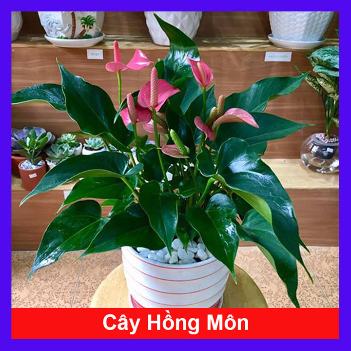 Cây Hồng Môn (Hồng)