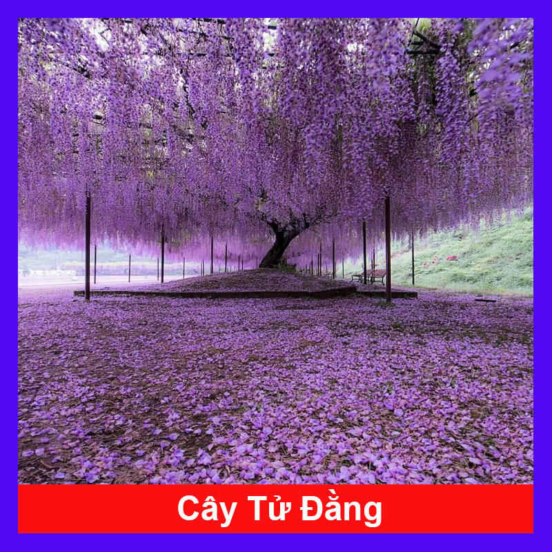 Cây Tử Đằng