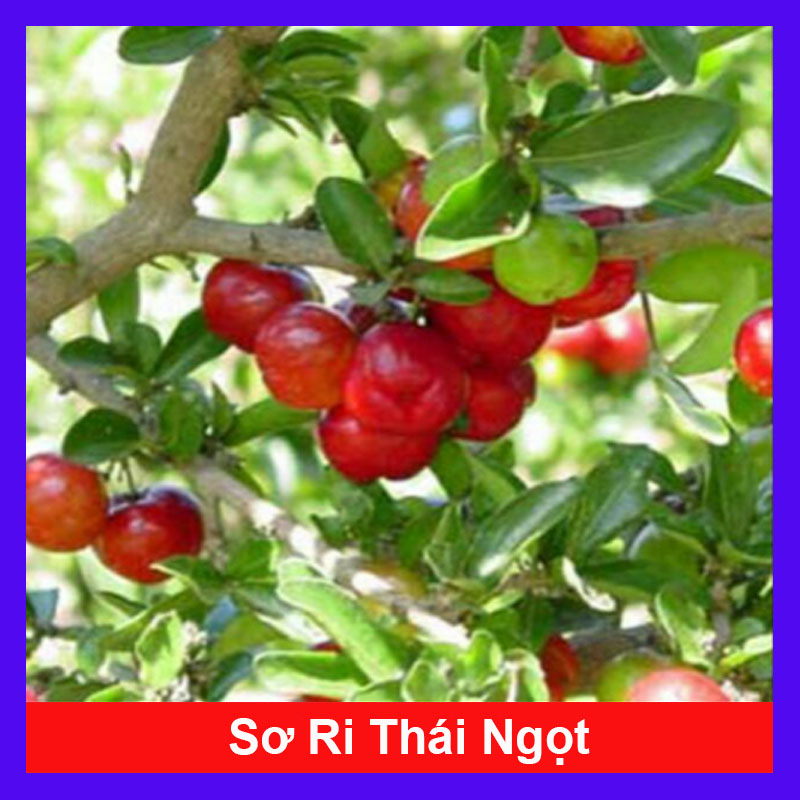 Cây Sơ Ri Thái