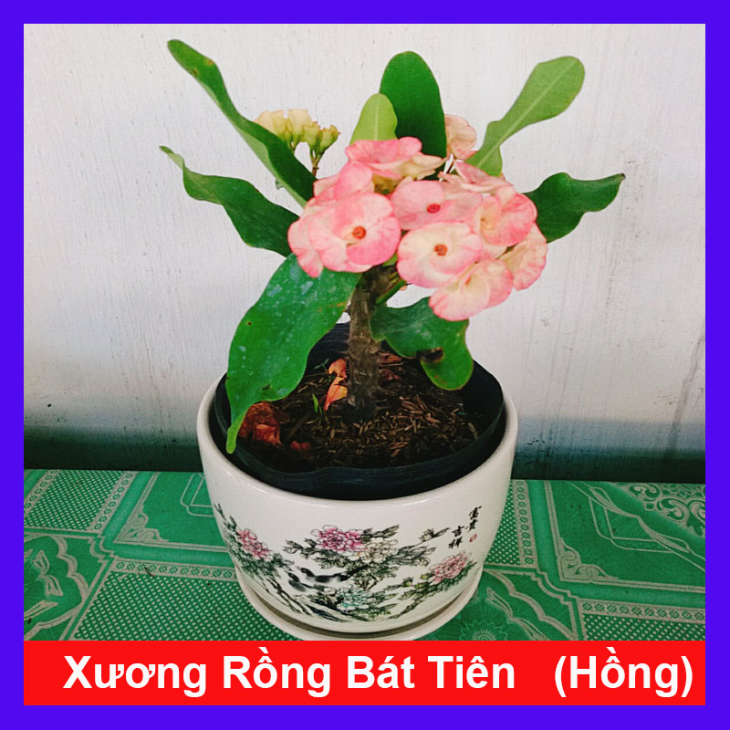 Cây Xương Rồng Hồng
