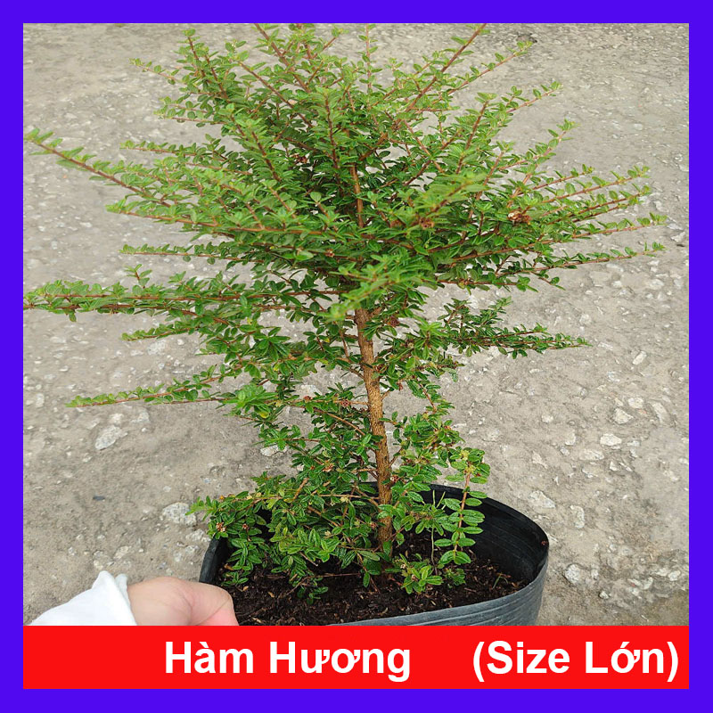 Cây Hàm Hương 40cm
