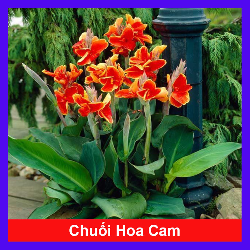 Cây Chuối Hoa Cam