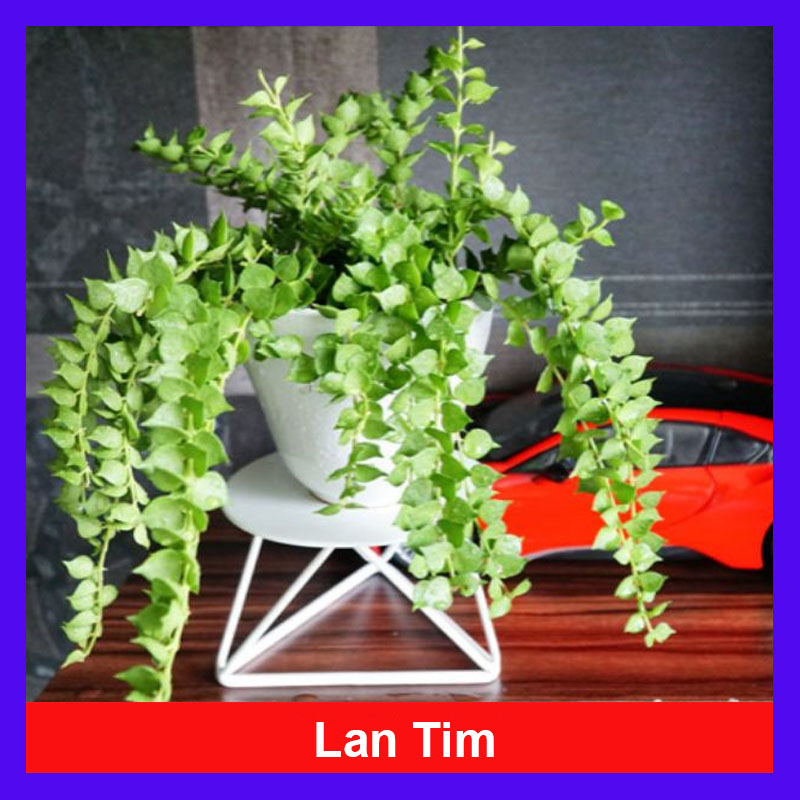 Cây Lan Trái Tim