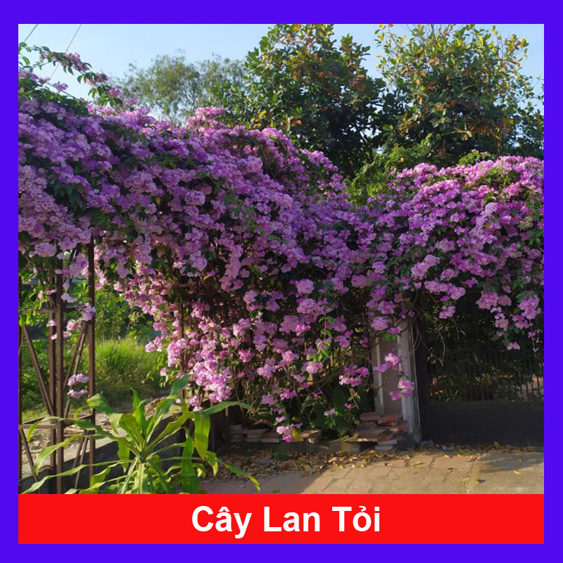 Cây Lan Tỏi