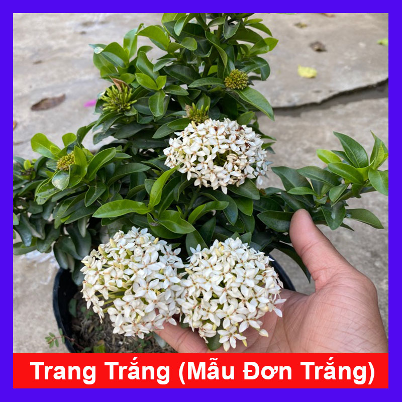 Cây Trang Trắng