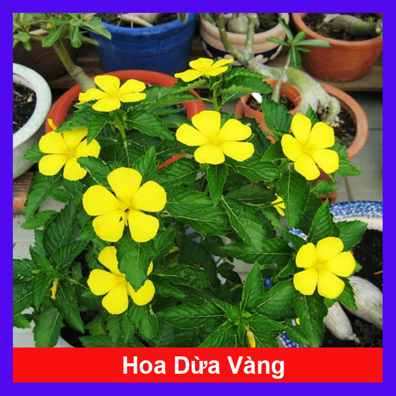 Cây Hoa Dừa Vàng