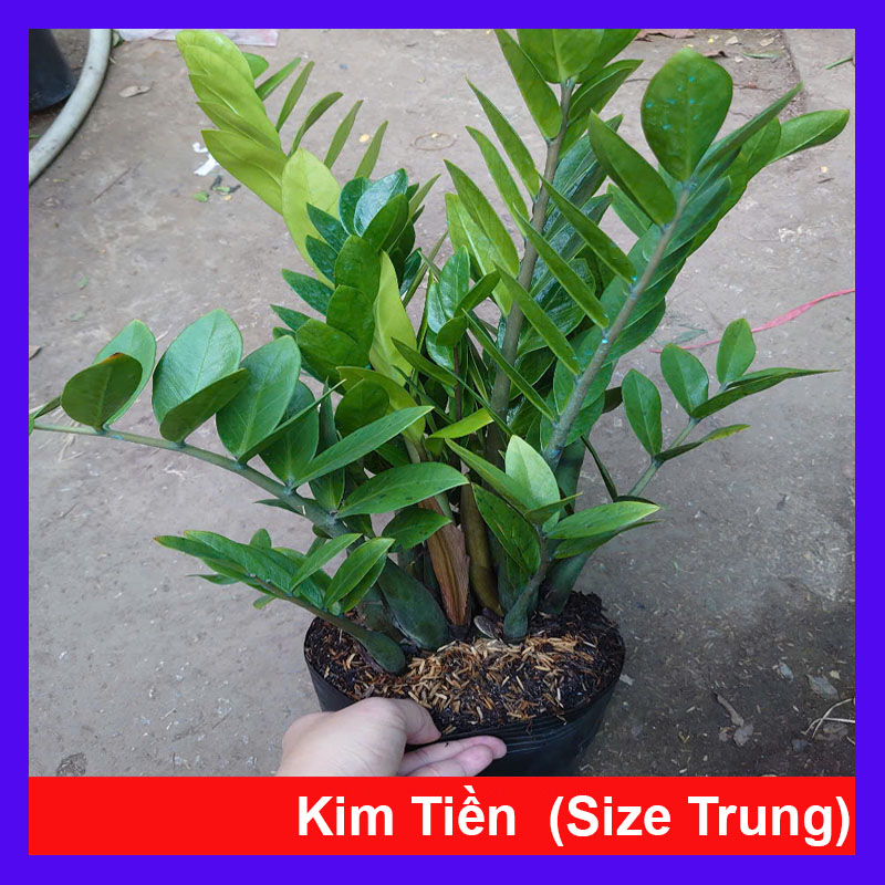 Cây Kim Tiền (Size Trung)