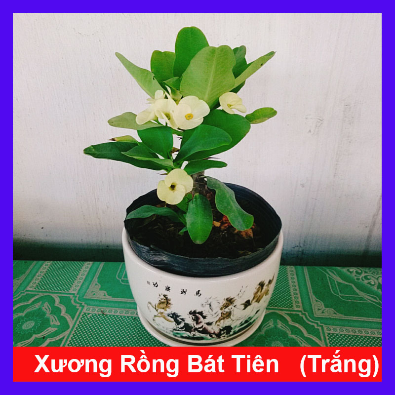 Cây Xương Rồng Trắng