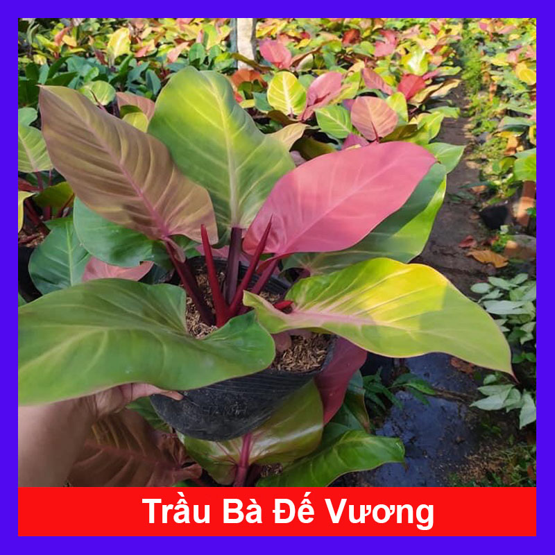 Cây Đế Đỏ