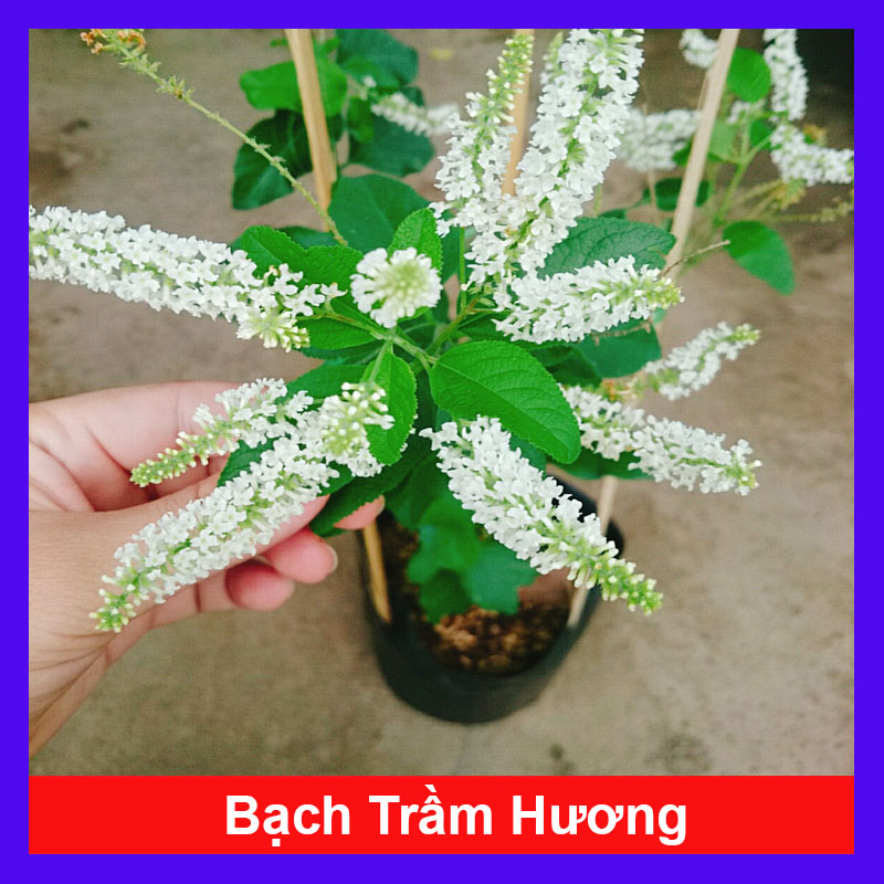 Cây Bạch Trầm Hương (Hoa Trắng)