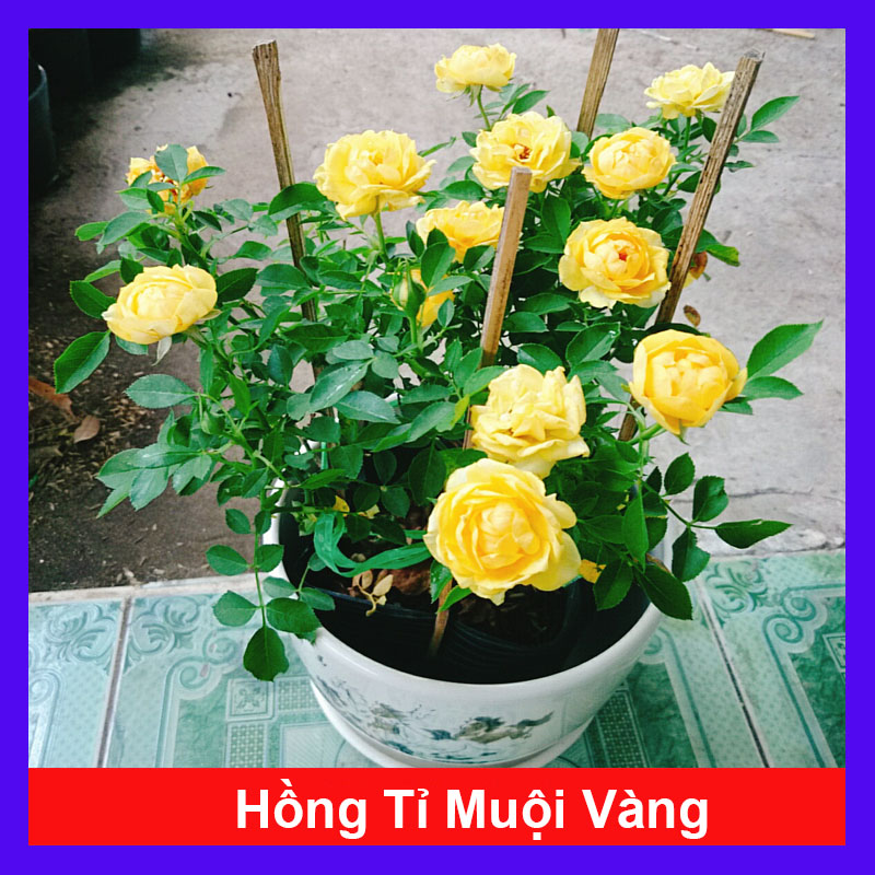 Cây Hồng Tỉ Muội Vàng