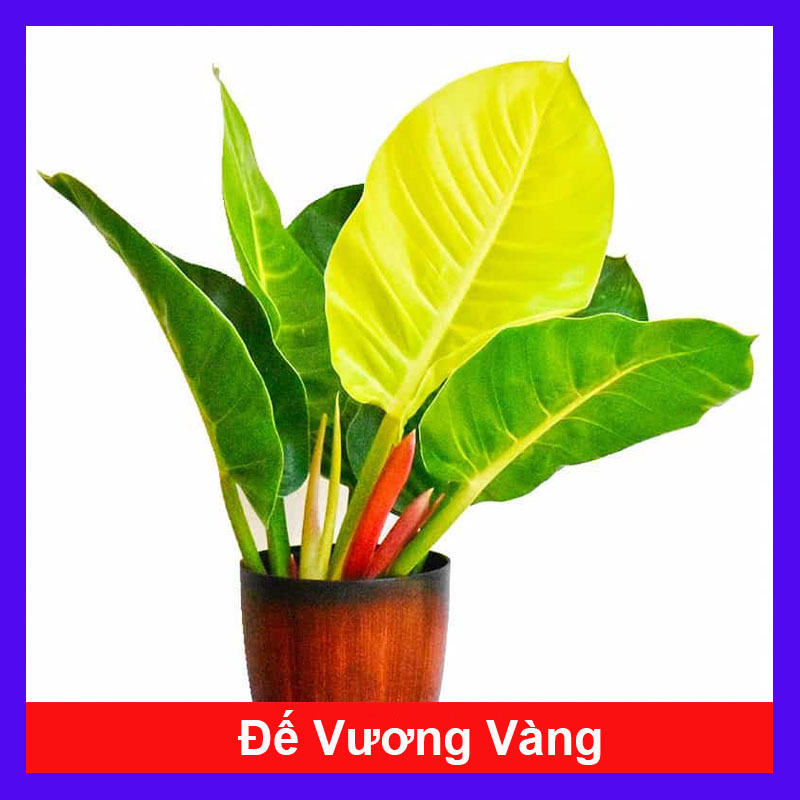Cây Đế Vàng