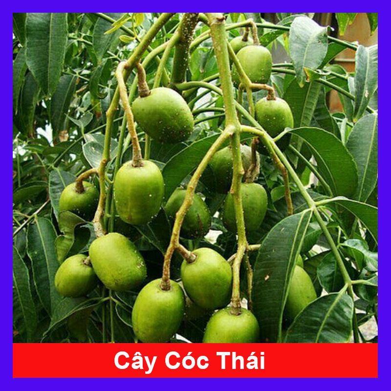 Cây Cóc Thái