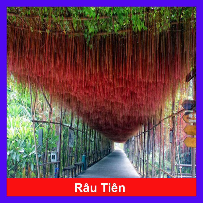 Cây Râu Tiên