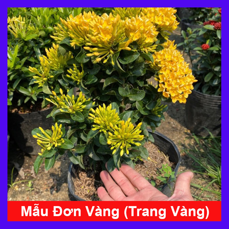 Cây Trang Vàng