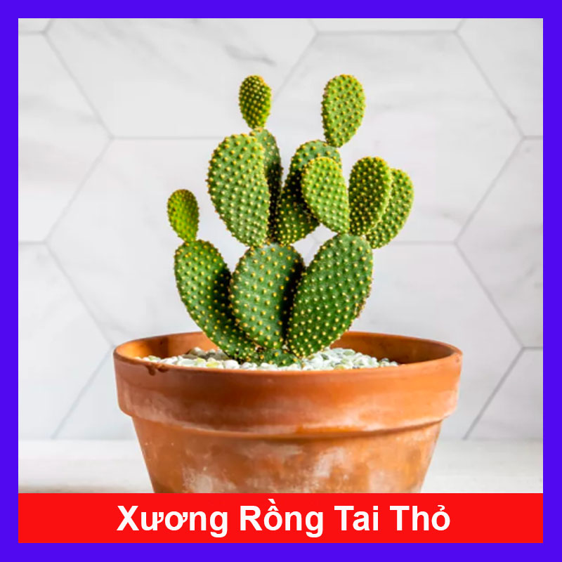 Cây Xương Rồng Tai Thỏ (Nhỏ)