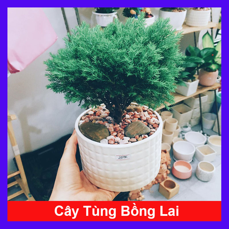 Cây Tùng Bồng Lai