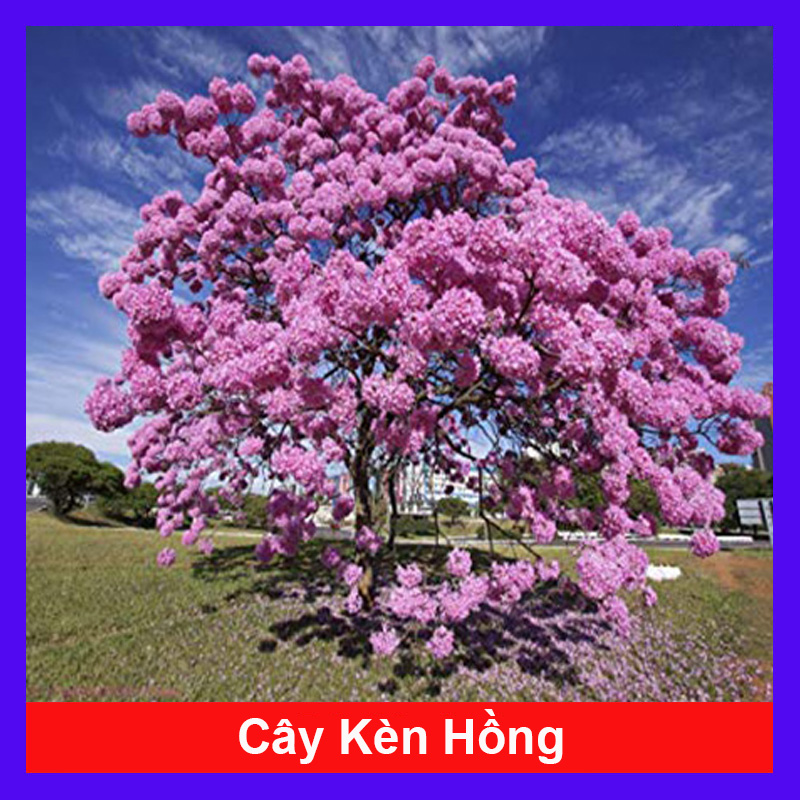 Cây Kèn Hồng
