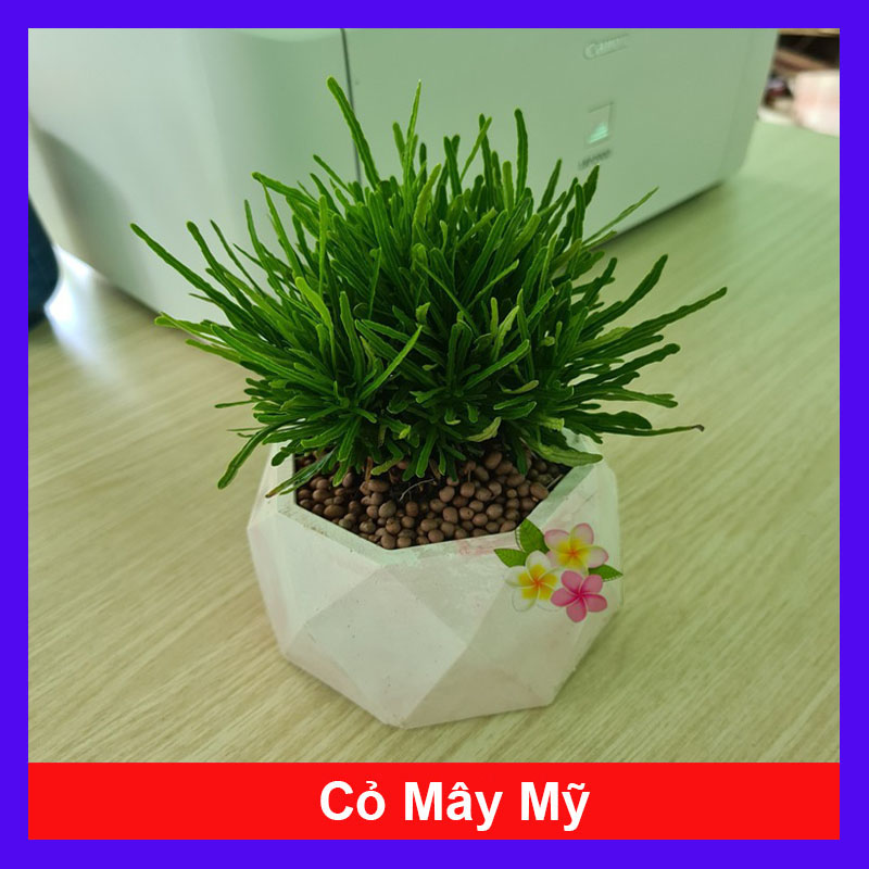 Cây Cỏ Mây