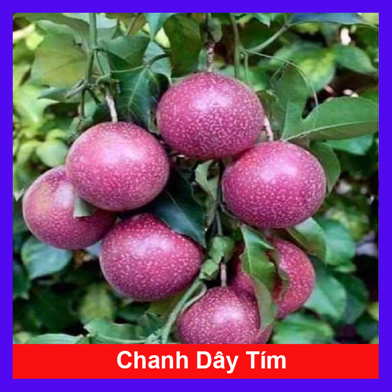 Cây Chanh Dây (Tím)