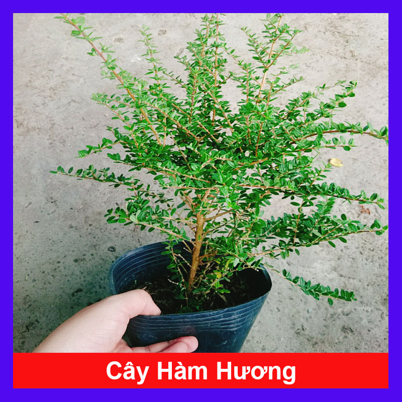 Cây Hàm Hương
