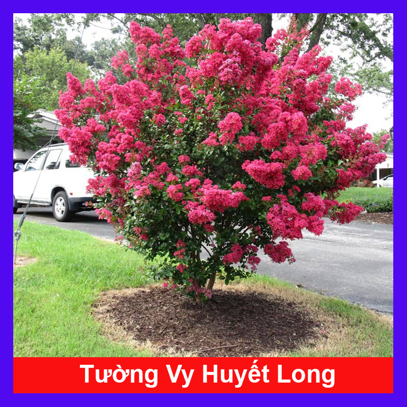 Cây Tường Vy Huyết Long