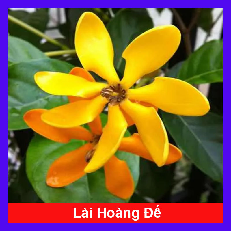 Cây Lài Hoàng Đế