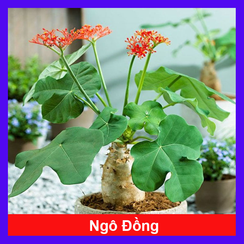 Cây Ngô Đồng