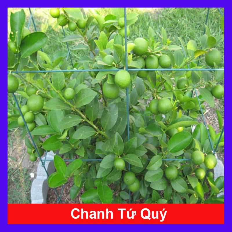 Cây Chanh Tứ Quý