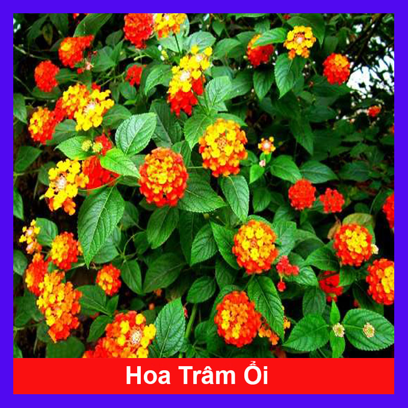 Cây Hoa Trâm Ổi (Cam)