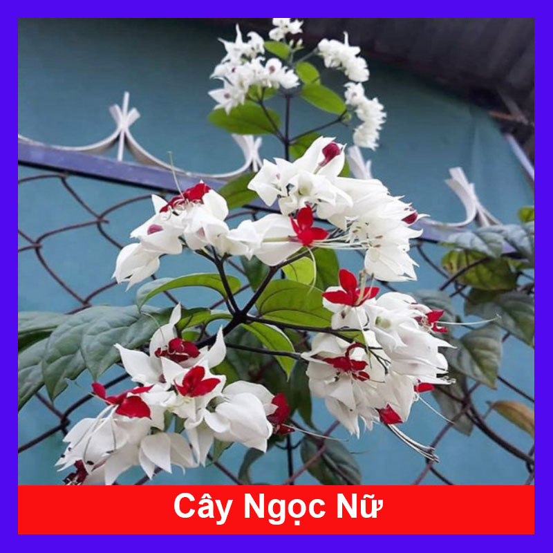 Cây Ngọc Nữ