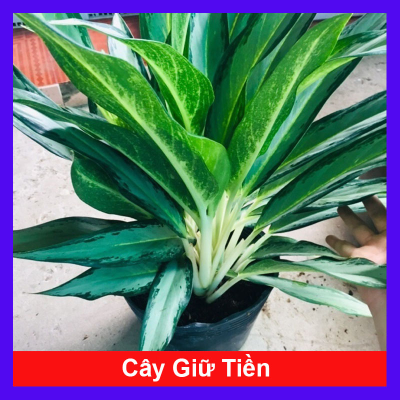 Cây Giữ Tiền