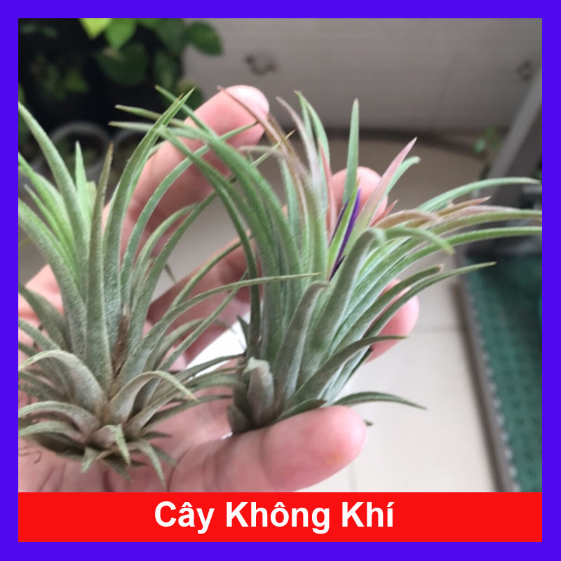 Cây Không Khí