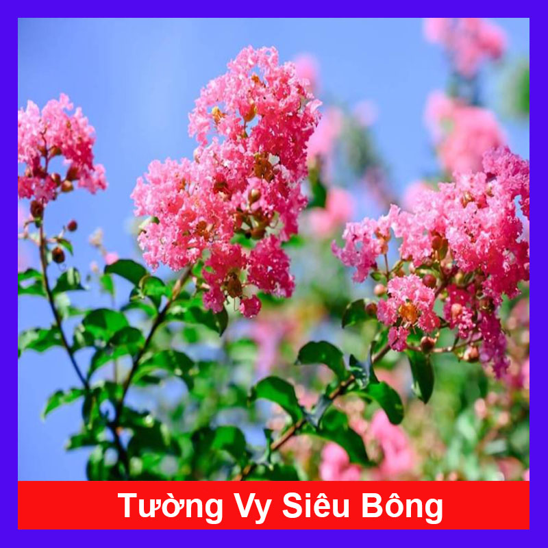 Cây Tường Vy Siêu Bông