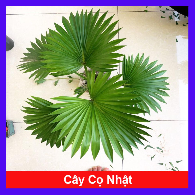 Cây Cọ Nhật