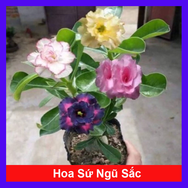 Cây Sứ Nhiều Màu