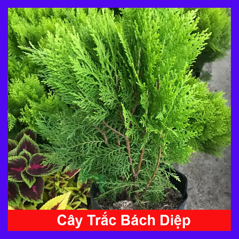 Cây Trắc Bách Diệp