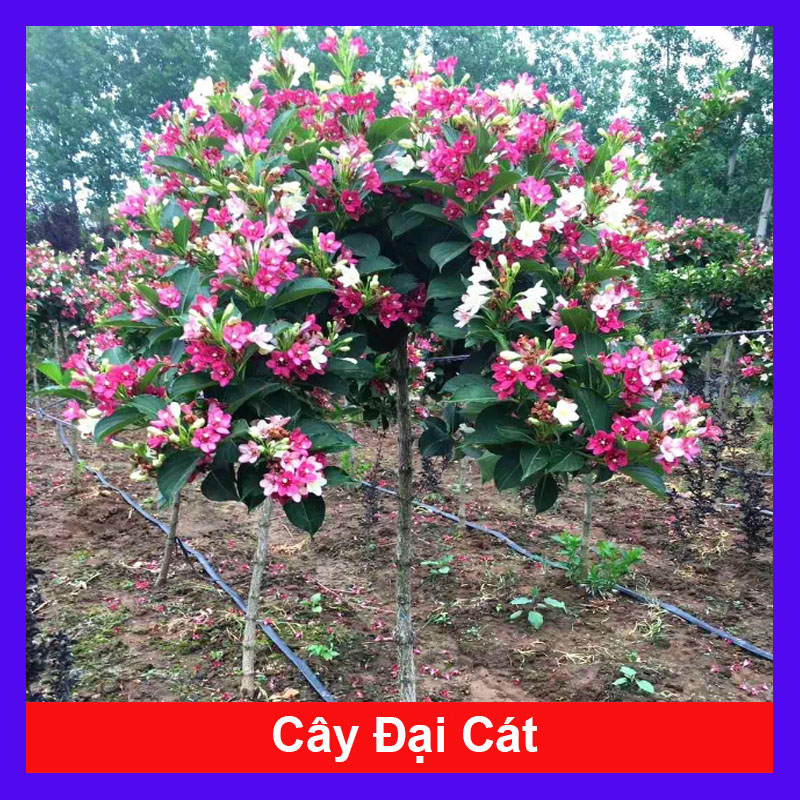 Cây Đại Cát