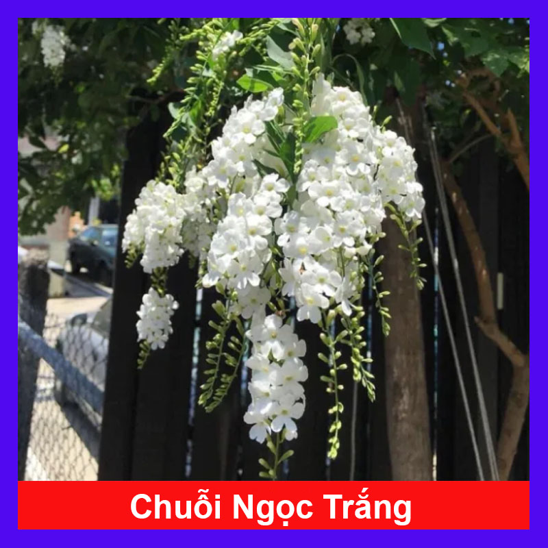 Cây Chuỗi Ngọc SB (Trắng)