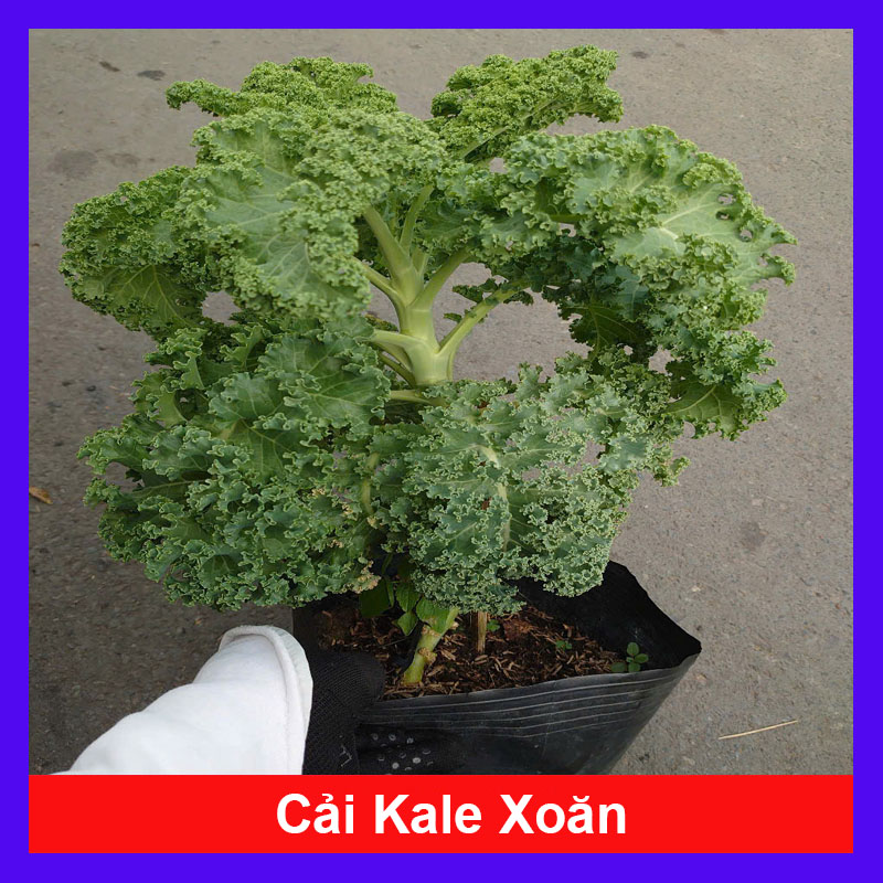 Cây Cải Kale