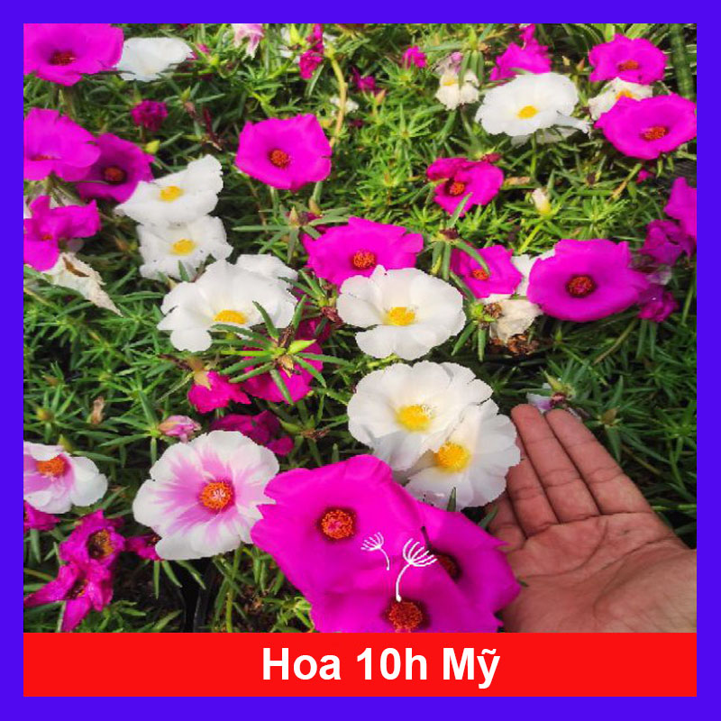 Cây 10h Mỹ