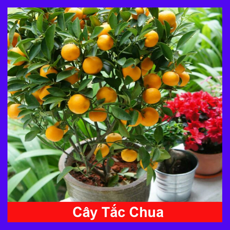 Cây Hạnh Chua