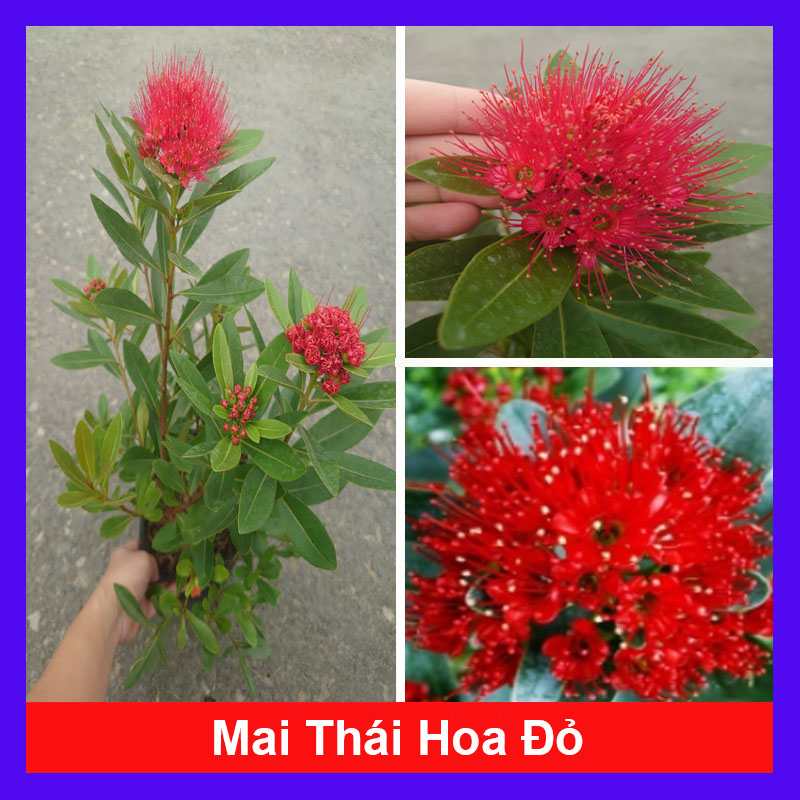 Cây Mai Thái (Đỏ) Lớn